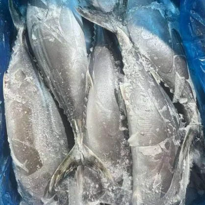 Sarda Tuna가 해산물 구매자에게 귀중한 선택이 되는 이유는 무엇입니까?