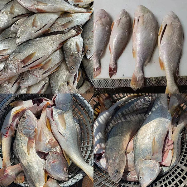 신선한 냉동 흰 민어