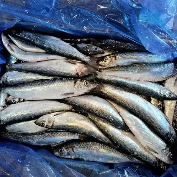 냉동 청어 전체 라운드