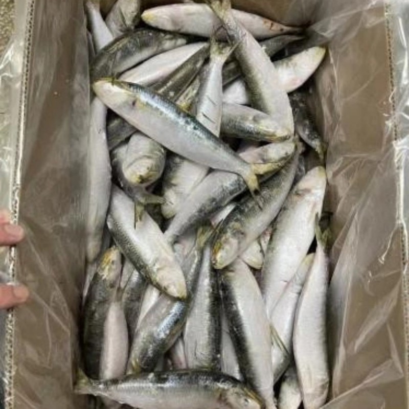 냉동 정어리 전체 라운드