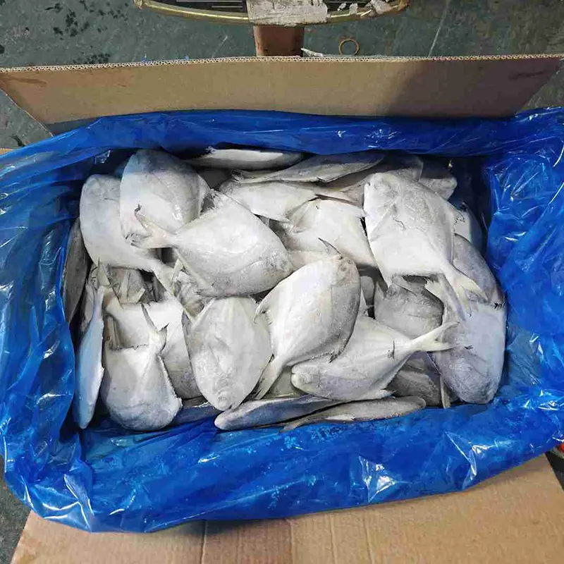 프리미엄 카톤 화이트 폼프렛 전체 라운드