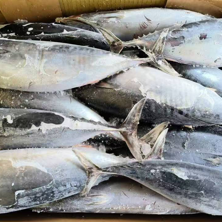 바다 냉동 가다랭이 참치 전체 라운드